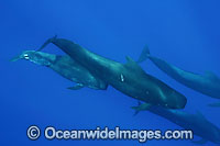 Short-finned Pilot Whale pod underwater Photo - David Fleetham