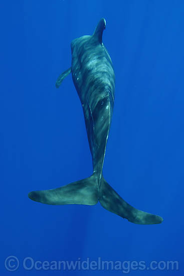 Short-finned Pilot Whale underwater photo