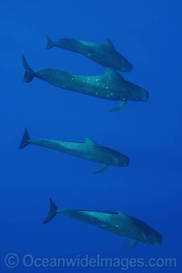 Short-finned Pilot Whale pod underwater photo