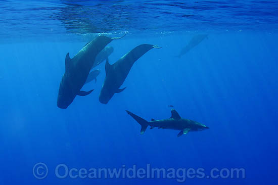 Short-finned Pilot Whale with Whitetip Shark photo