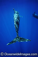 Short-finned Pilot Whale underwater Photo - David Fleetham