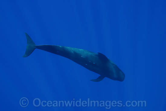 Short-finned Pilot Whale underwater photo Short-finned Pilot Whale underwater photo
