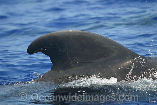 Short-finned Pilot Whale (Globicephala macrorhynchus) showing dorsal fin on surface. Found throughout the Indo-Pacific. Photo taken off Hawaii, USA. Photo - David Fleetham