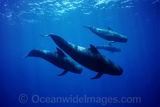 Short-finned Pilot Whales pod underwater photo