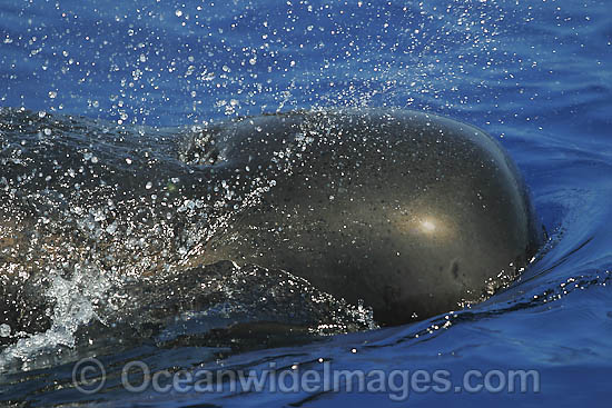 Short-finned Pilot Whale (Globicephala macrorhynchus) expelling air from blowhole on the surface. Found throughout the Indo-Pacific. Photo taken off Hawaii, USA. Photo - David Fleetham Short-finned Pilot Whale (Globicephala macrorhynchus) expelling air from blowhole on the surface. Found throughout the Indo-Pacific. Photo taken off Hawaii, USA. Photo - David Fleetham
