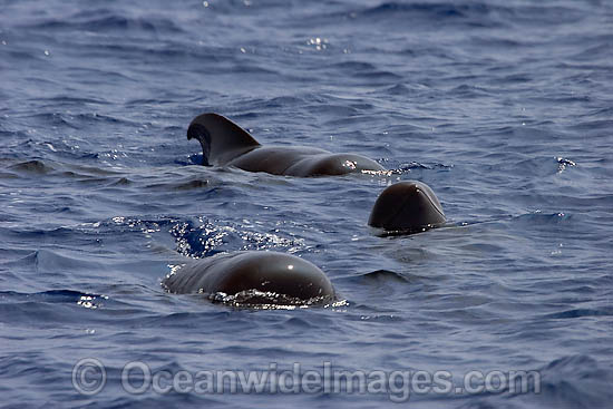 Short-finned Pilot Whale (Globicephala macrorhynchus) pod on the surface. Found throughout the Indo-Pacific. Photo taken off Hawaii, USA. Photo - David Fleetham