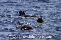 Short-finned Pilot Whales pod Photo - David Fleetham