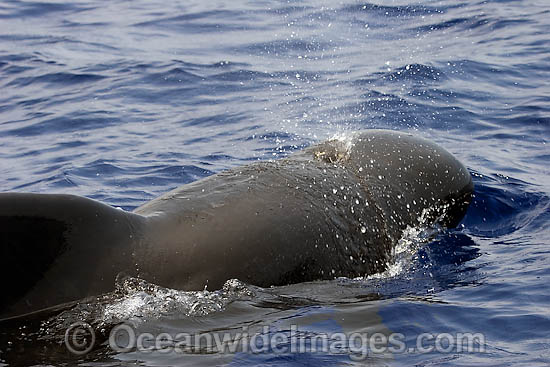 Short-finned Pilot Whale blowing photo