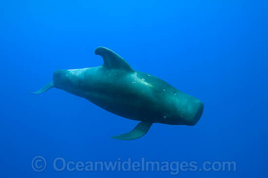 Short-finned Pilot Whales pod underwater photo