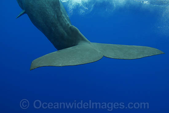 Sperm Whale (Physeter macrocephalus) showing tail fluke underwater. Found in all oceans of the world, prefering ice-free waters. Photo taken off Hawaii, USA. Classified as Vulnerable on the IUCN Red List. Sperm Whale (Physeter macrocephalus) showing tail fluke underwater. Found in all oceans of the world, prefering ice-free waters. Photo taken off Hawaii, USA. Classified as Vulnerable on the IUCN Red List.