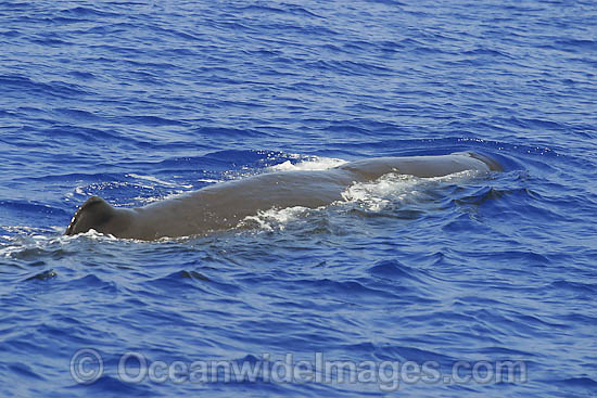 Sperm Whale on surface photo