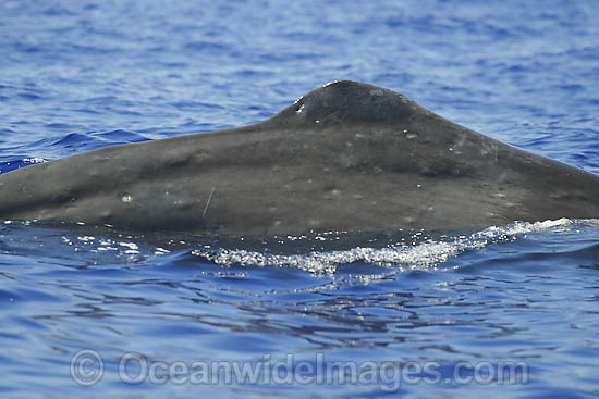 Sperm Whale (Physeter macrocephalus) on the surface. Found in all oceans of the world, prefering ice-free waters. Photo taken off Hawaii, USA. Classified as Vulnerable on the IUCN Red List. Sperm Whale (Physeter macrocephalus) on the surface. Found in all oceans of the world, prefering ice-free waters. Photo taken off Hawaii, USA. Classified as Vulnerable on the IUCN Red List.