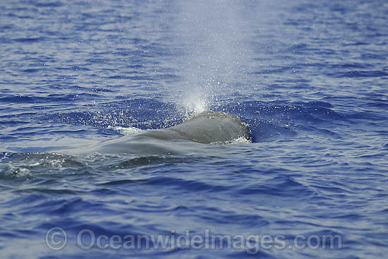 Sperm Whale expelling air photo