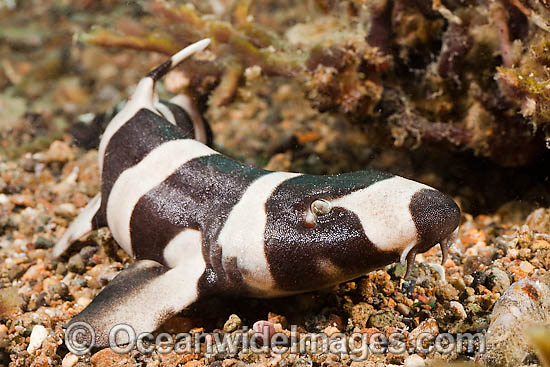 Brown-banded Bamboo Shark Chiloscyllium punctatum photo Brown-banded Bamboo Shark Chiloscyllium punctatum photo