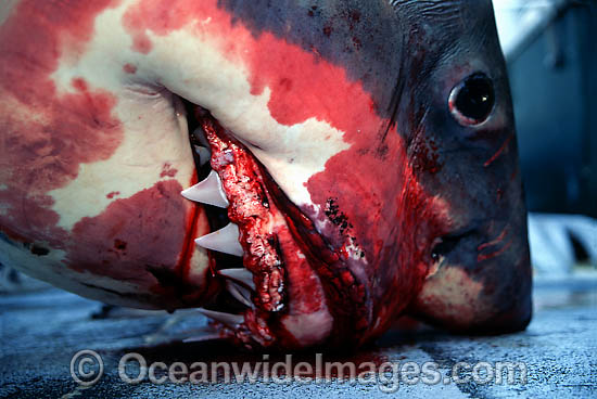 Great White Shark dead photo