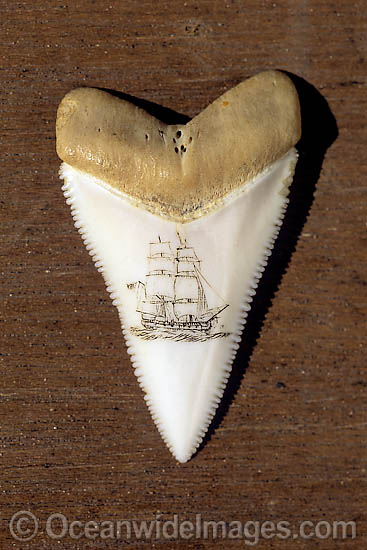 This scrimshaw carving on a Great White Shark tooth (Carcharodon carcharias) was for sale in South Australia, Australia. Great White Sharks are protected and listed as Vulnerable Species on the IUCN Red List. Photo - David Fleetham