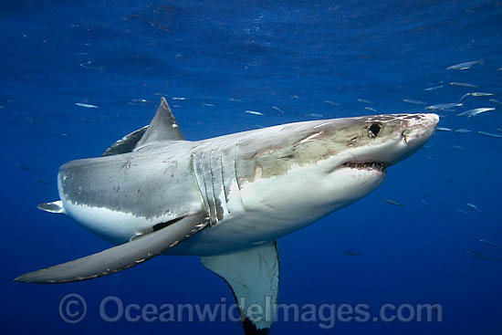 Great White Shark underwater photo