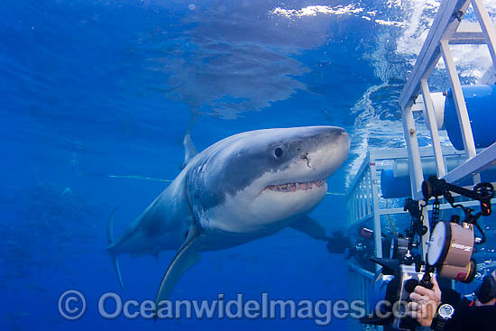 Great White Shark near cage photo