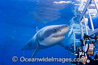 Great White Shark near cage Photo - David Fleetham