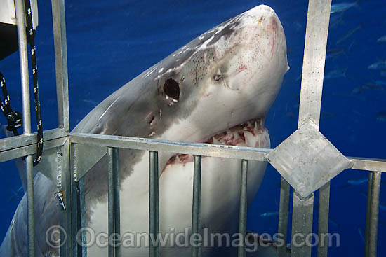 Great White Shark near cage photo