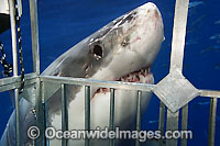 Great White Shark near cage Photo - David Fleetham
