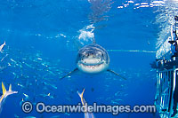 Great White Shark underwater Photo - David Fleetham