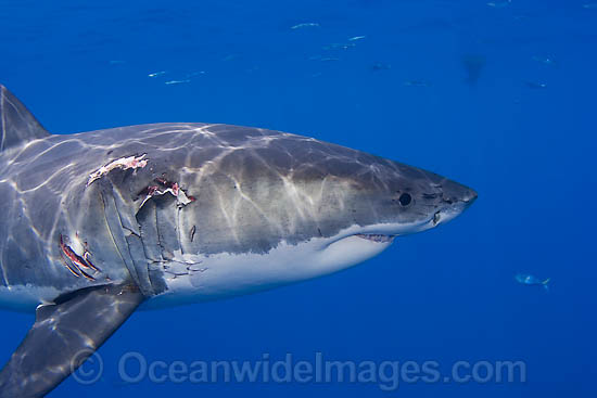 Great White Shark with bite wound photo