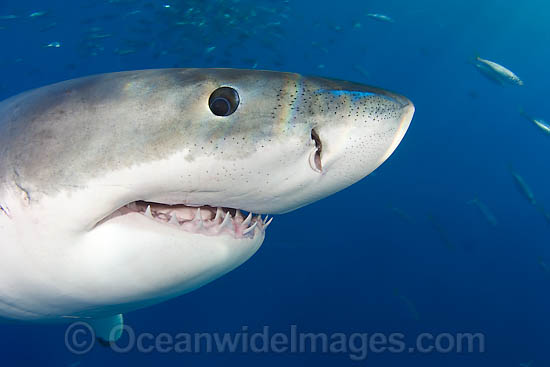 Great White Shark eye teeth and ampullae photo