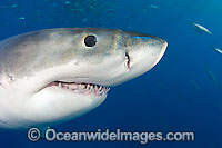 Great White Shark eye teeth and ampullae Photo - David Fleetham