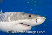 Great White Shark underwater Photo - David Fleetham