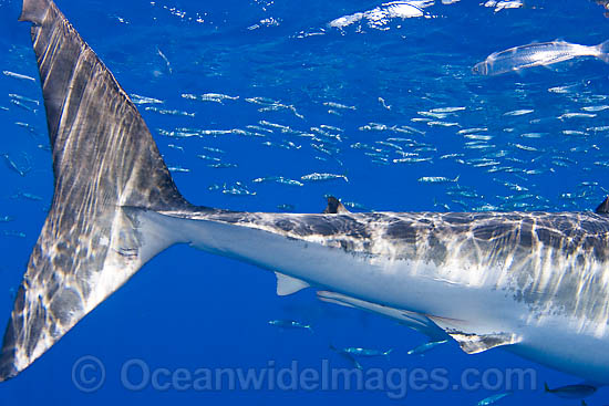Great White Shark caudal keel & fin photo
