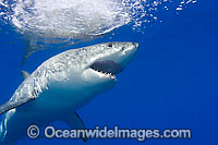 Great White Shark underwater Photo - David Fleetham