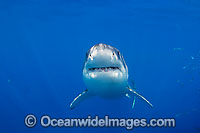 Great White Shark underwater Photo - David Fleetham