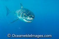 Great White Shark underwater Photo - David Fleetham