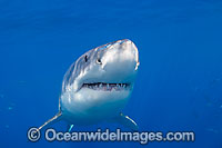 Great White Shark underwater Photo - David Fleetham