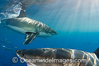 Great White Shark underwater Photo - David Fleetham