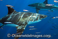 Great White Shark underwater Photo - David Fleetham