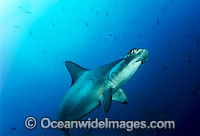 Scalloped Hammerhead Shark Photo - David Fleetham