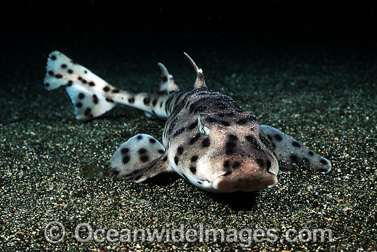 Galapagos Bullhead Shark Heterodontus quoyi photo Galapagos Bullhead Shark Heterodontus quoyi photo