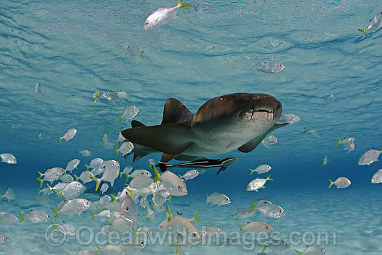 Nurse Shark with remora and Jacks photo