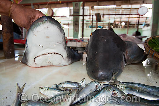 Dead Sharks in Market photo
