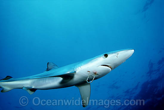 Blue Shark (Prionace glauca) with a fishing hook protruding through lower jaw. Also known as Blue Whaler and Great Blue Shark. This oceanic Shark is found in tropical and temperate seas worldwide. Photo - David Fleetham Blue Shark (Prionace glauca) with a fishing hook protruding through lower jaw. Also known as Blue Whaler and Great Blue Shark. This oceanic Shark is found in tropical and temperate seas worldwide. Photo - David Fleetham