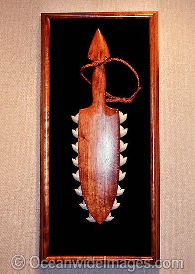 Traditional Hawaiian war club with Tiger Shark (Galeocerdo cuvier) teeth embedded into the club, used as a tribal weapon. Hawaii, USA Photo - David Fleetham Traditional Hawaiian war club with Tiger Shark (Galeocerdo cuvier) teeth embedded into the club, used as a tribal weapon. Hawaii, USA Photo - David Fleetham