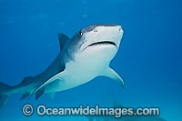 Tiger Shark Photo - David Fleetham