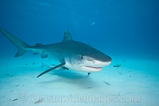 Tiger Shark photo Tiger Shark photo