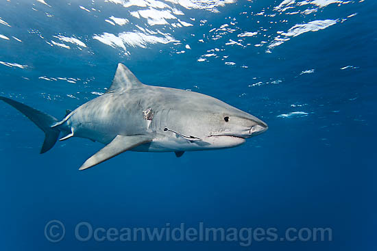 Tiger Shark Galeocerdo cuvier Found in tropical seas worldwide 