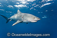 Tiger Shark underwater Photo - David Fleetham