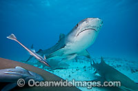 Tiger Shark underwater Photo - David Fleetham