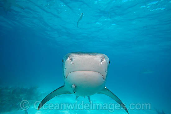 Tiger Shark photo Tiger Shark photo