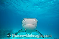 Tiger Shark Photo - David Fleetham